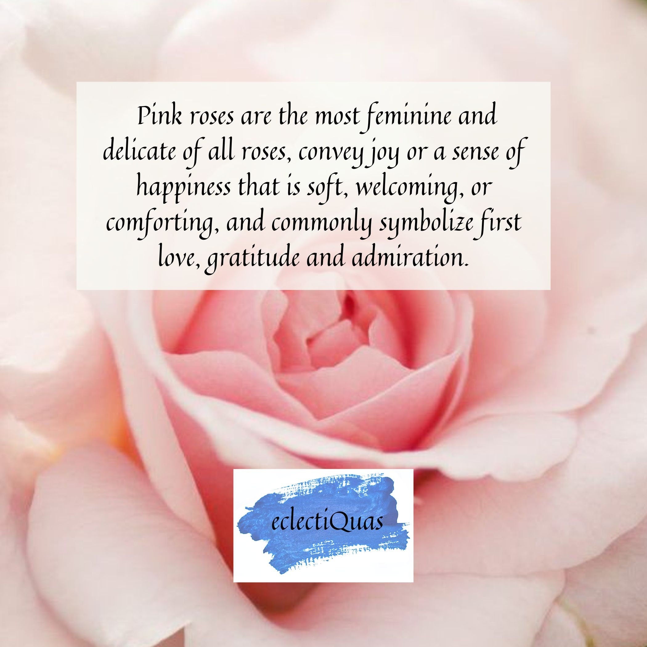 Photo of Light Pink Roses with text that reads: Pink ross are the most feminine and delicate of all roses, convey joy or a sense of happiness that is soft, welcoming, or comforting, and commonly symbolize first love, gratitude and admiration.