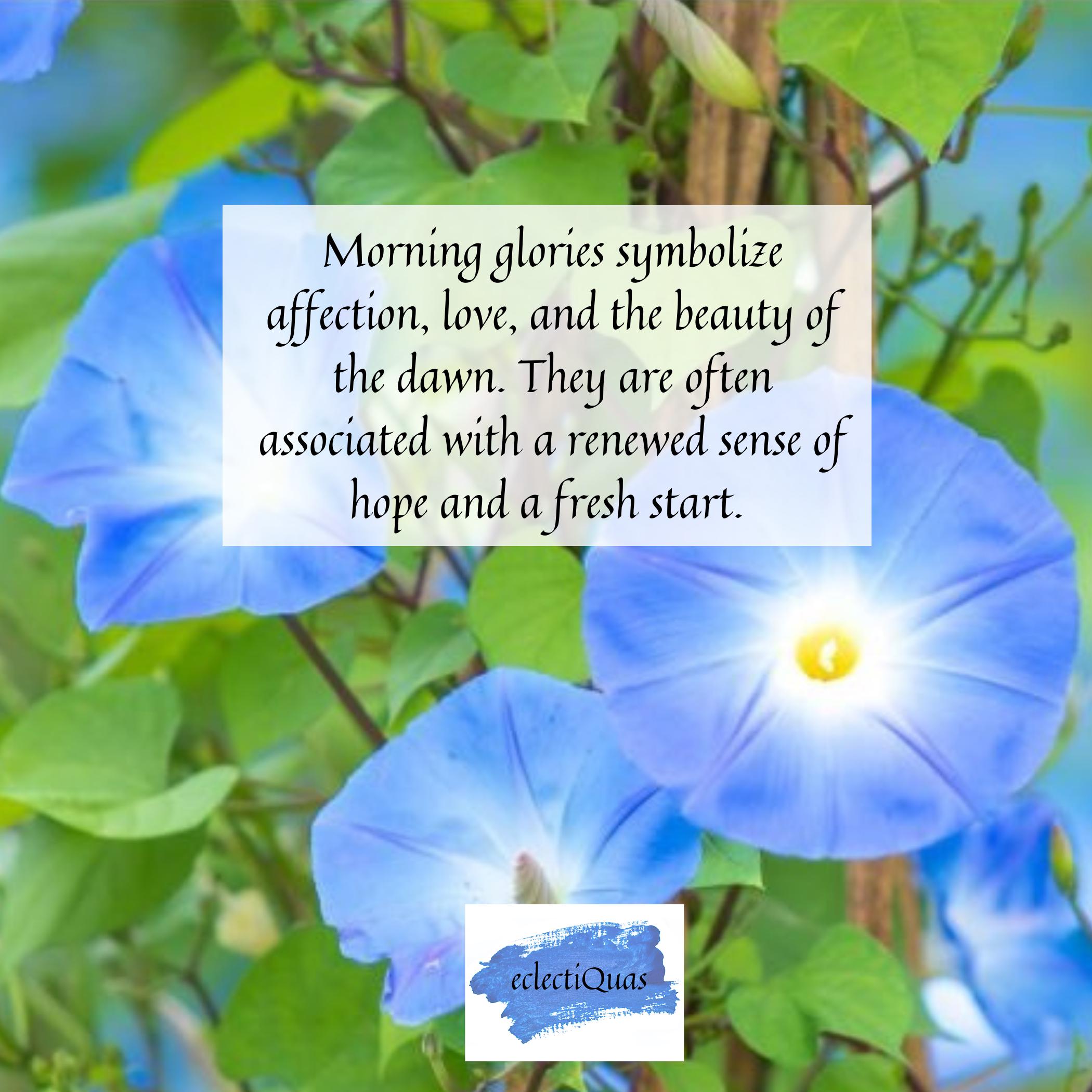 Photo of blue morning glories, and text that reads: Morning Glories symbolize affection, love, and the beauty of the dawn. They are often associated with a renewed sense of hope and a fresh start.