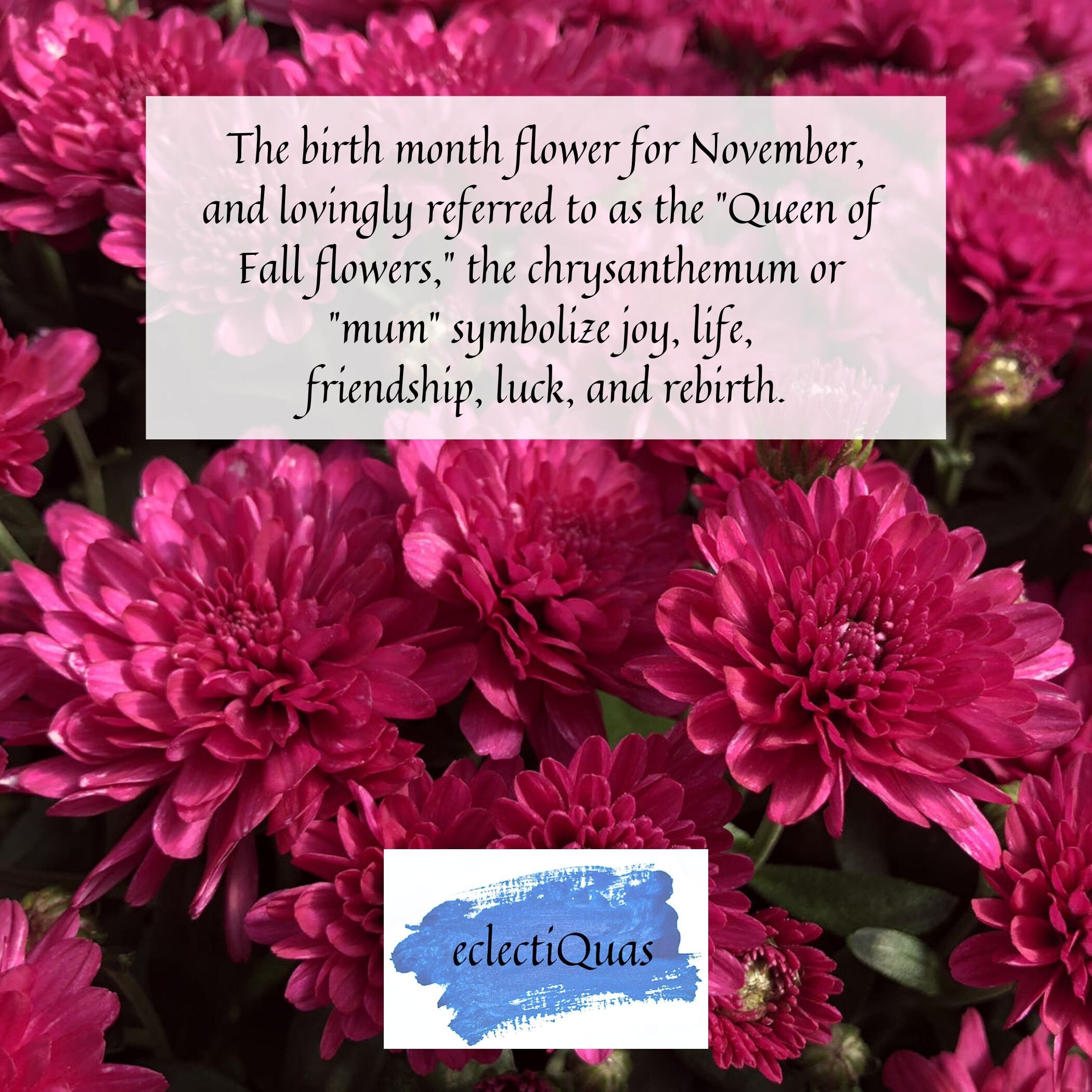 The birth month flower for November, and lovingly referred to as the "Queen of Fall flowers," the chrysanthemum or "mum" is symbolize joy, life, friendship, luck, and rebirth.