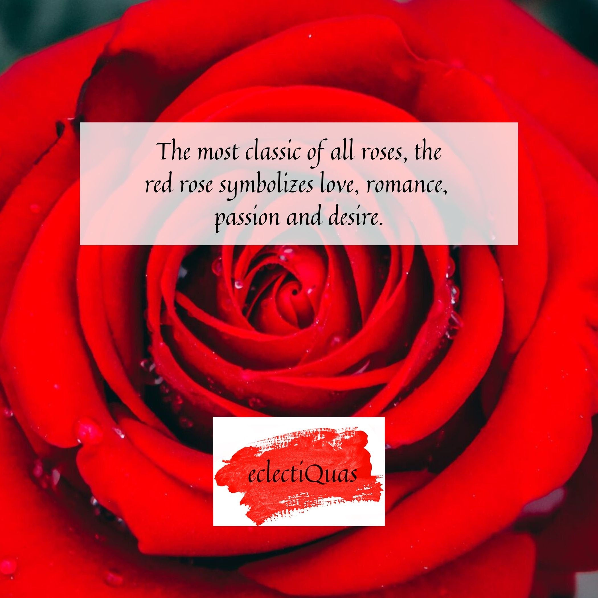 Photo of a red rose, and text that reads: THe most classic of all roses, the red rose symbolizes love, romance, passion and desire.