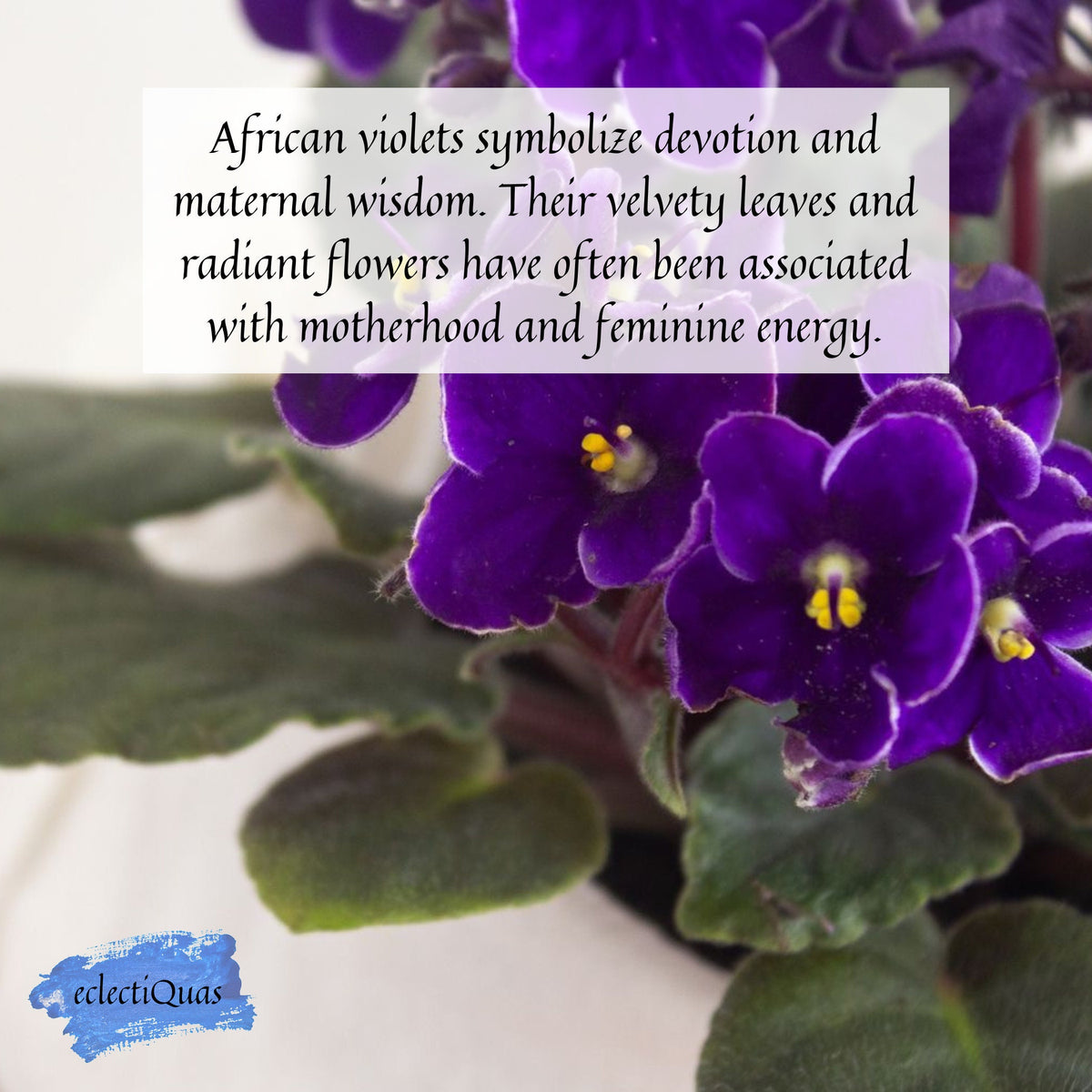 African violets symbolize devotion and maternal wisdom, with their velvety leaves and radiant flowers often associated with motherhood and feminine energy.