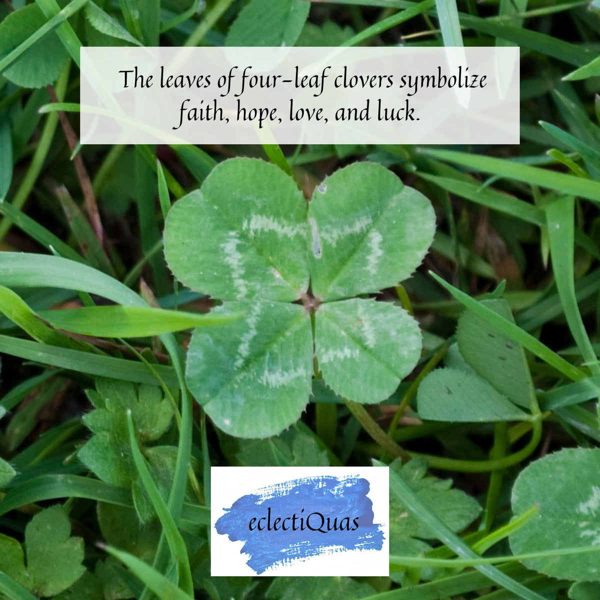 The leaves of four-leaf clovers symbolize faith, hope, love, and luck.