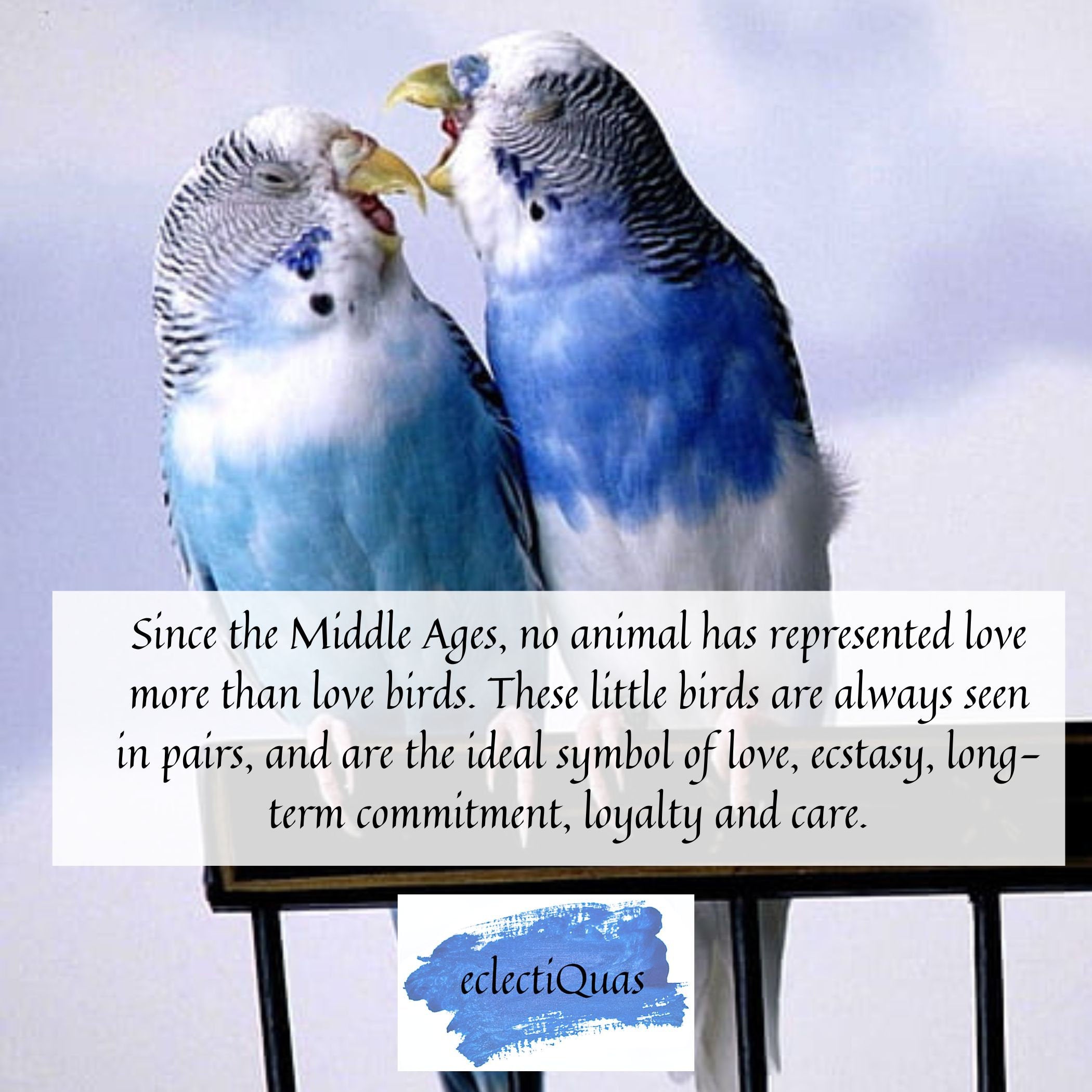 Since the Middle Ages, no animal has represented love more than love birds. These little birds are always seen in pairs, and are the ideal symbol of love, ecstasy, long term commitment, loyalty and care. 