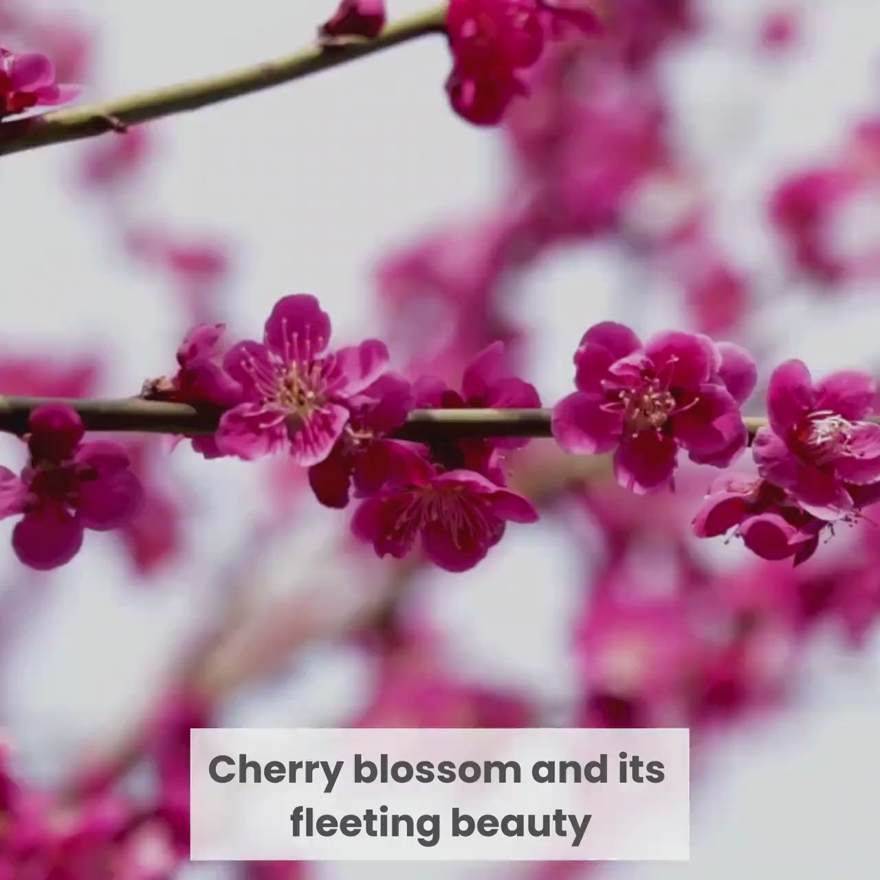 Spring Cherry Blossom Necklace and China Earrings handmade with French Limoges Porcelain & Sterling Silver, Vintage China Jewelry Gift