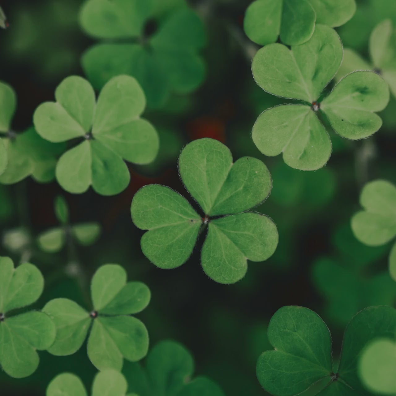 Unique Shamrock Necklace handmade with Sterling Silver & Upcycled Porcelain, Irish Broken China Jewelry St Patricks Day Gift for Women