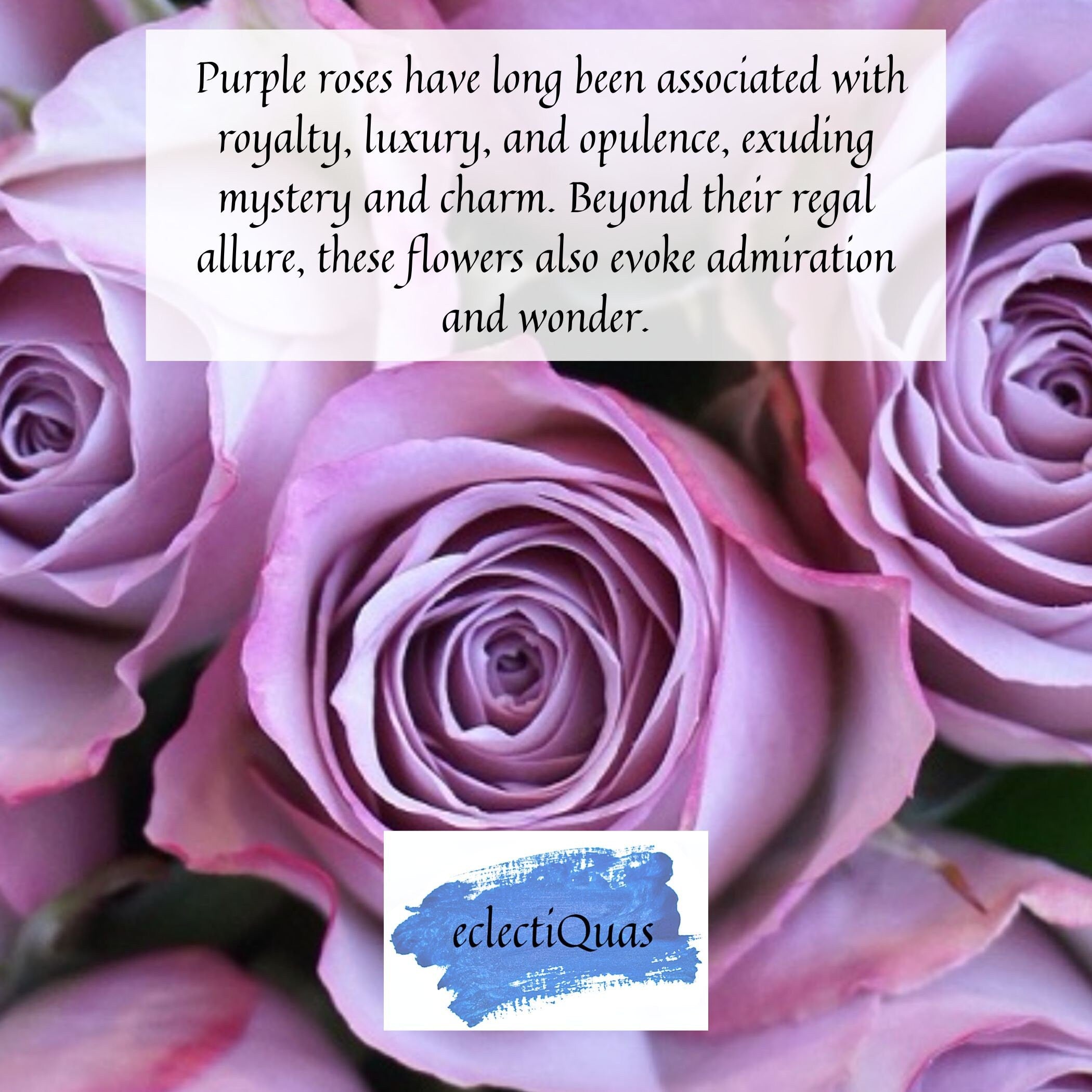 Text reads: Purple roses have long been associated with royalty, luxury, and opulence, exuding mystery and charm. Beyond their regal allure, these flowers also evoke admiration and wonder.