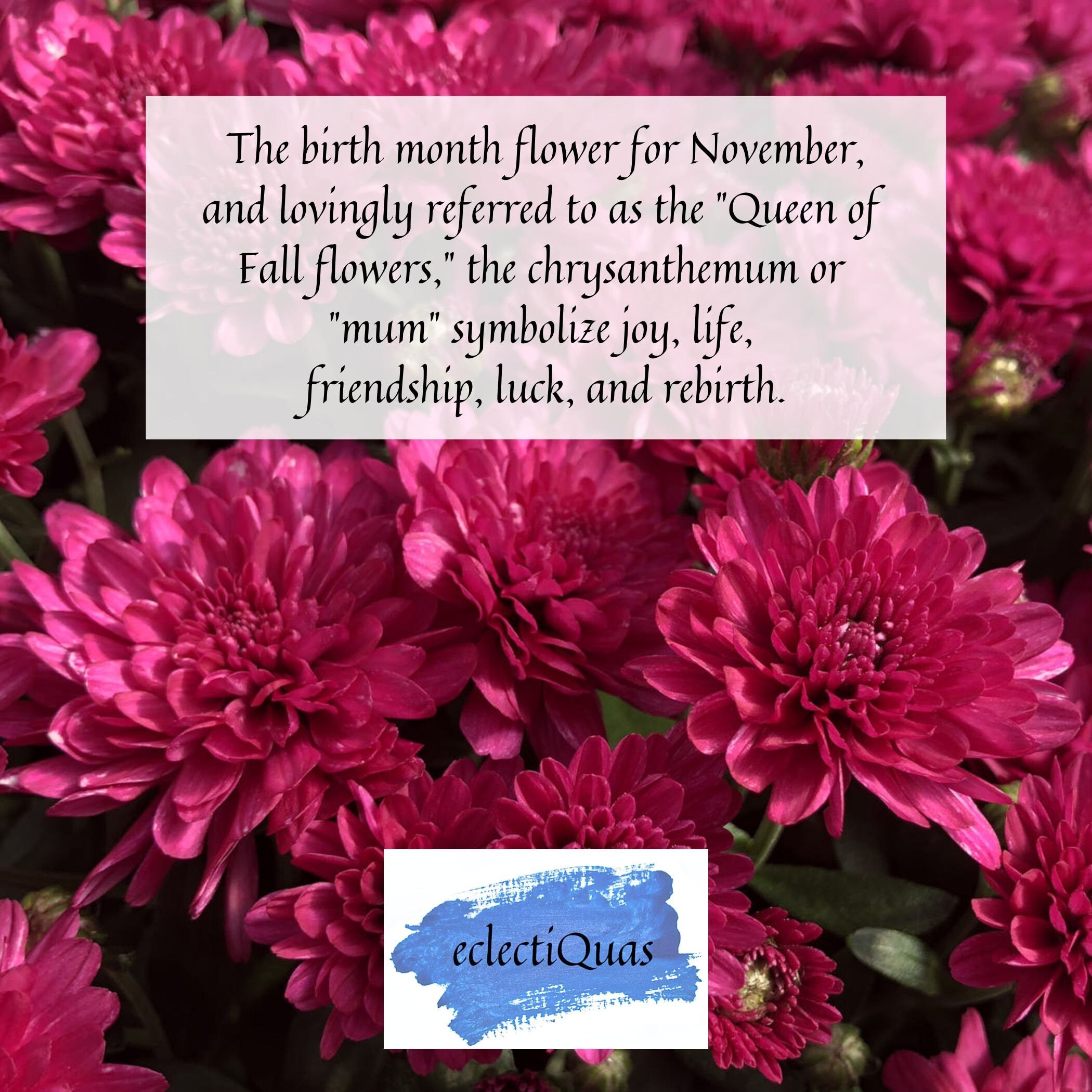 The birth month flower for November, and lovingly referred to as the &quot;Queen of Fall flowers,&quot; the chrysanthemum or &quot;mum&quot; is symbolize joy, life, friendship, luck, and rebirth.